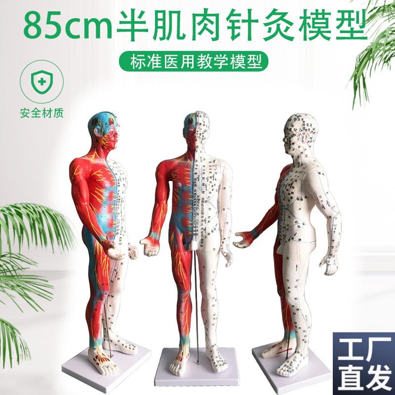 超清晰85CM人体针灸模w型半肌肉组织经络穴位模型教学模型