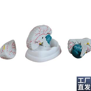 人体新型b脑部解剖模型医学用教学示教标本模具