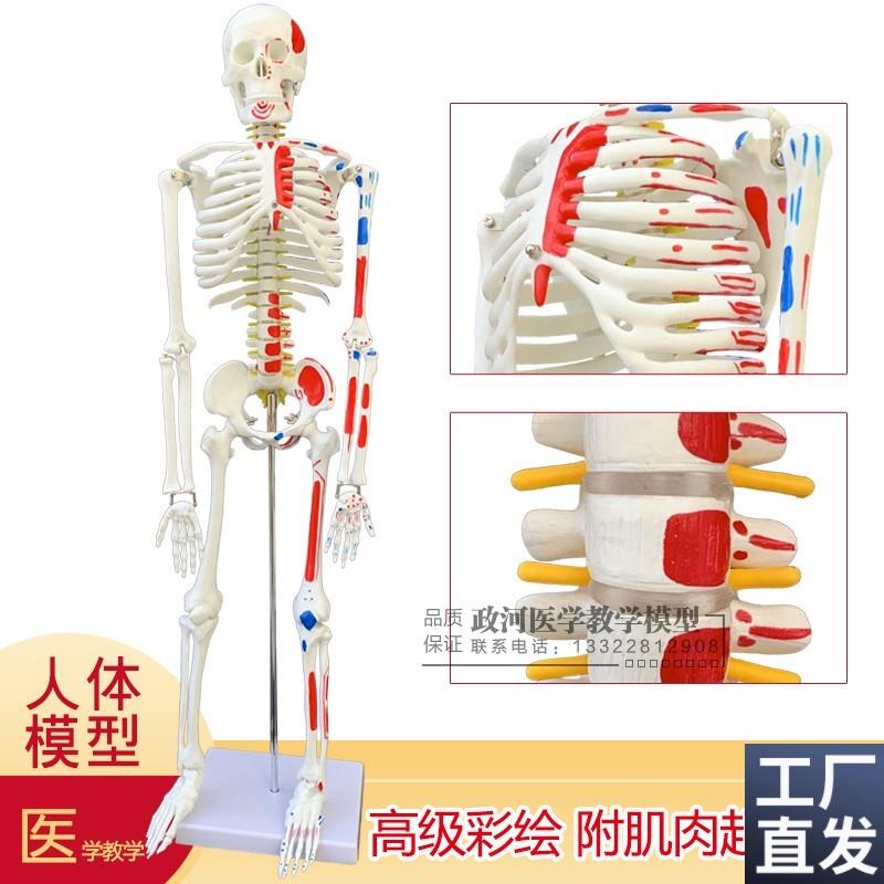 厂家直销85cm人体骨骼模型彩色骷G髅模型骨架教具促销新款包邮