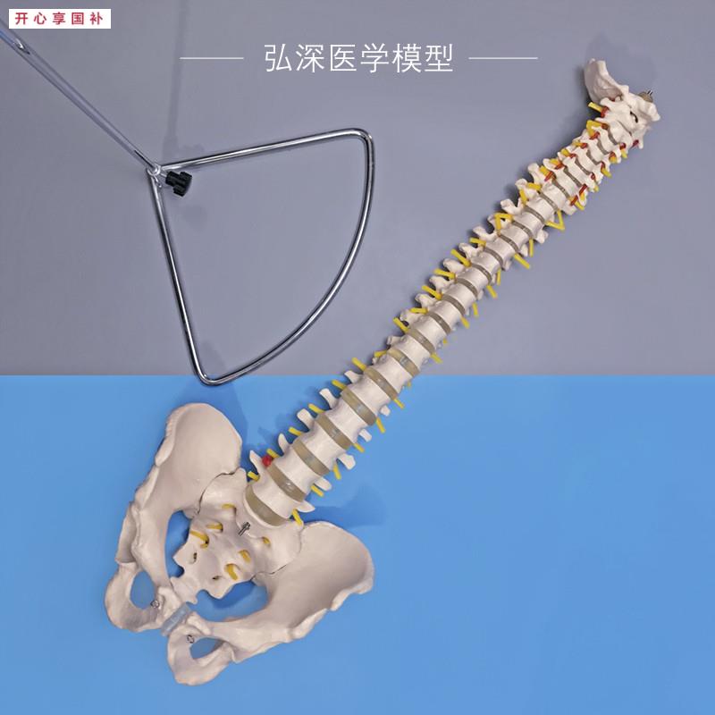 人体脊柱模型脊椎带尾骨盆颈胸腰椎间盘一比一r可弯曲中医正骨教