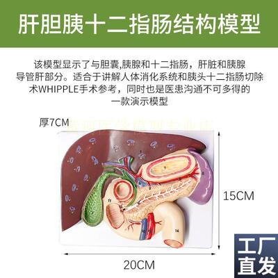 黄河胰腺模型肝k脏十二指肠胆结脾脏解剖胆囊解剖医学