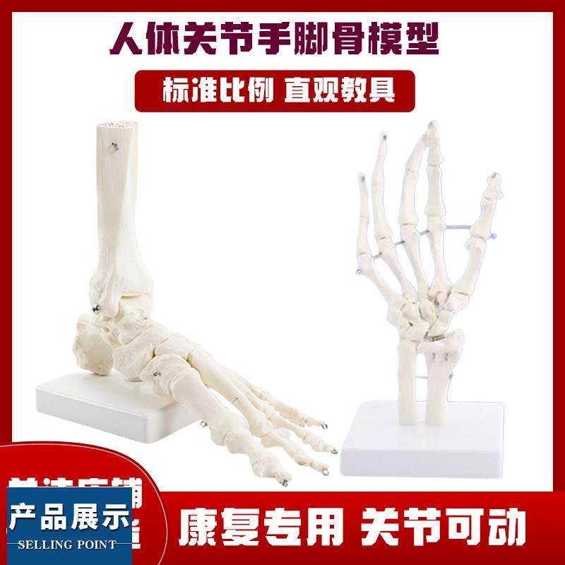 人体手脚骨模型医用动态关节骨骼可活动教具功能展示康复教学用具,玩具/童车/益智/积木/模型,其他模型玩具,淘宝优惠券,粉丝福利购,淘宝优惠卷