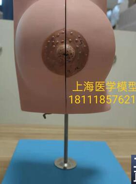 静止期乳房模型乳o房教学模型哺乳模型GD/A15110