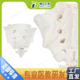 自然大骶骨带尾骨模型教用医C用运动模型散骨模型解剖模型