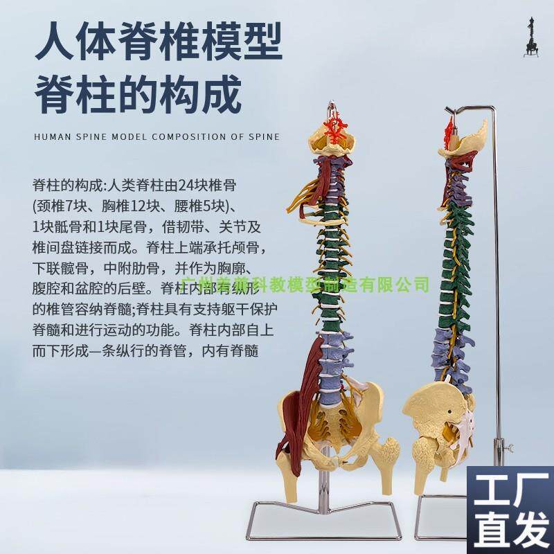 彩色80CM成人脊柱模型附肌肉1:C1比例人体脊椎带颈椎胸椎尾椎骨盆