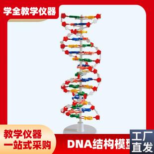 DNA教学结构j模型双螺旋高中碱基对遗传基因生物教学仪器模型
