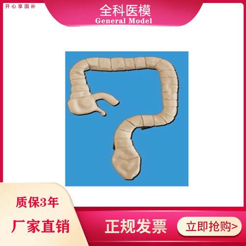 乙状结肠镜u检查模型大肠肠道病理检查模型教学示教模具