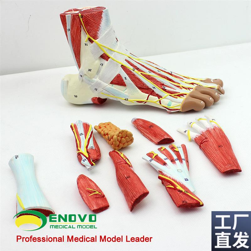 颐诺正品人体足底层次解剖u脚关节肌肉神经血管韧带模型手足外科