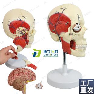 人体咀嚼肌模型颌面部肌肉神经咬肌颞L肌三叉神经脑解剖模型