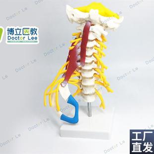 人体颈椎模型颈椎椎骨模型颈部肌肉模型颈神经模W型椎间盘模型