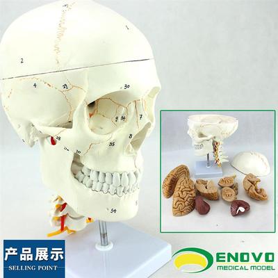 ENOVO颐诺医学人体头颅骨大脑模型头骨模型1:1颅脑神经外科解剖