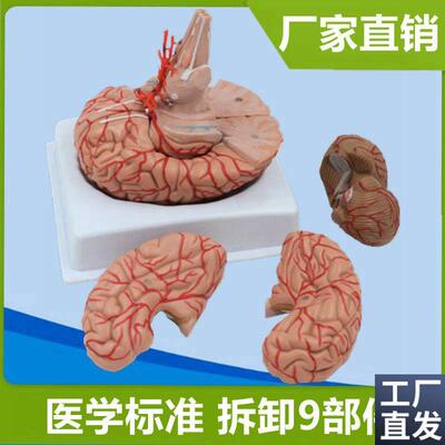 脑模型仿真塑胶标k本可拆卸血管脑干小脑拼装医用解剖早教科普展