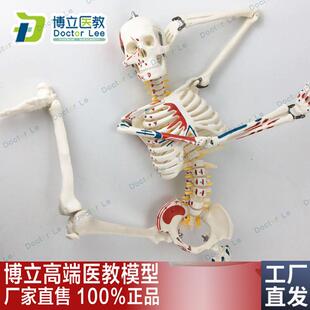 85CM人体骨骼模型神经肌肉起止标E数字小针刀骨骼解剖模型脊柱模