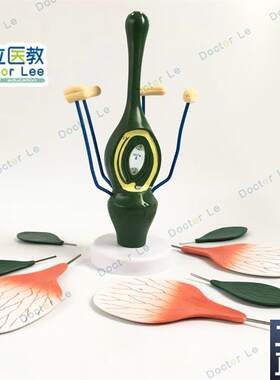 教学桃花模型典型l双子叶花构造模型小型桃花解剖标本生物植物