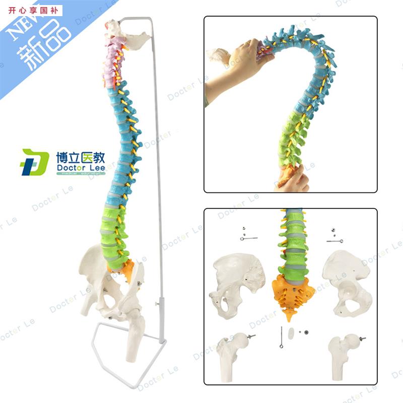 正骨彩色椎体人体脊柱模型人体骨骼模型大i脊椎成人1:1带胸椎骨盆