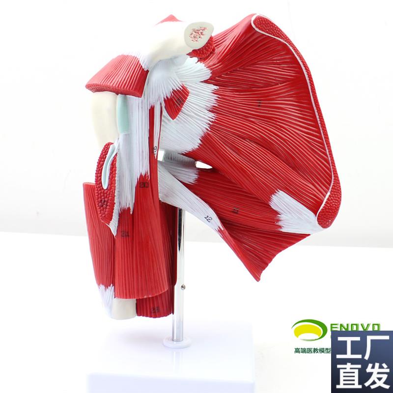 颐诺医用肩关节附肌肉肌腱w模型人体肌肉解剖模型健身运动系统