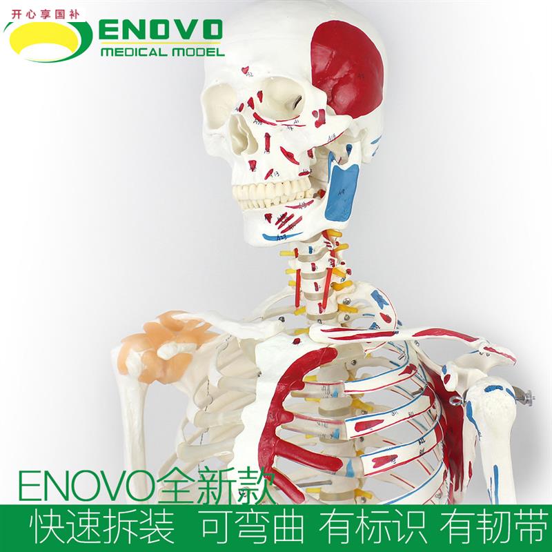 ENOVO颐诺170CM骨骼肌肉模型医学解剖教学器材脊柱弯c曲健身瑜伽