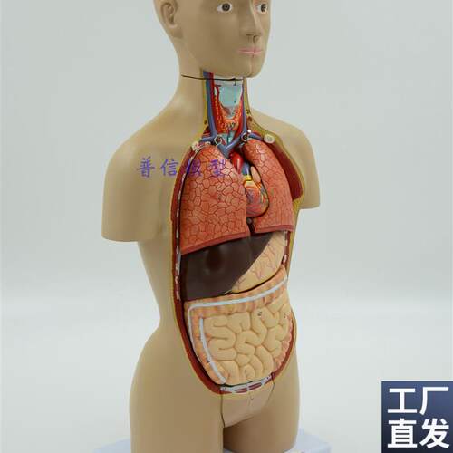 医用人体器官解剖模型人体内脏结构人体拼装X模型躯干模型