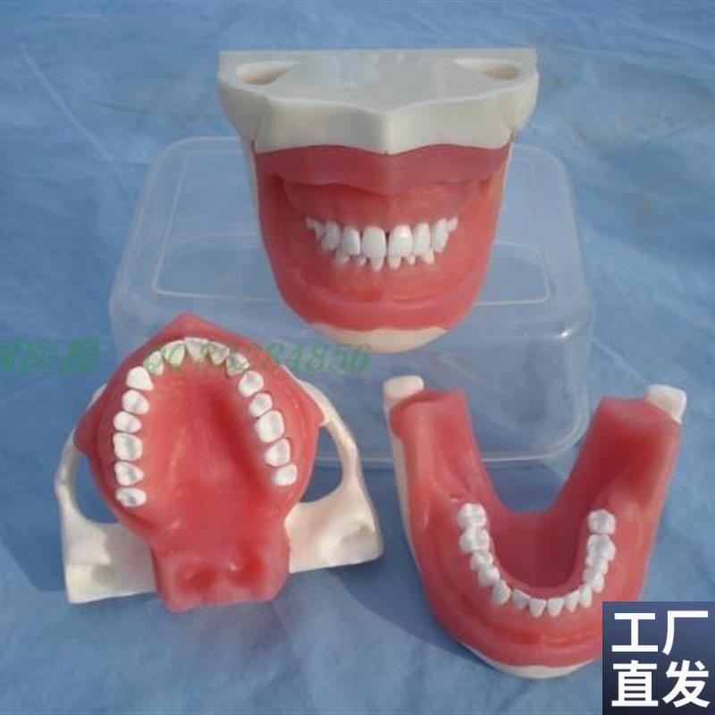 ENOVO颐诺口腔执业考核拔w牙麻醉拔牙模型口腔外科教学实习模型口