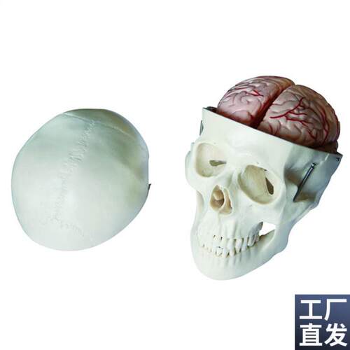 特惠头骨带8部分脑动脉模型头颅骨模型成人头骨模型Z骷髅头模型