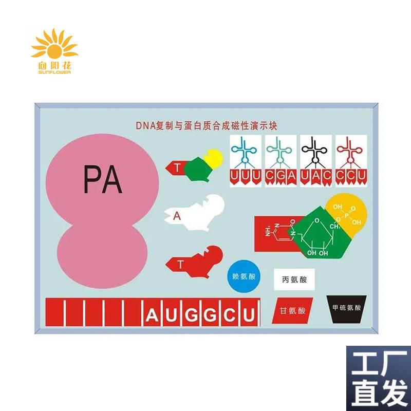 DNA复制与蛋白j质合成磁性演示块J3230磁板生物实验器材教学仪器