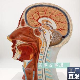 医用头面部解剖模型脑血管神经模型美容微整Q形模型头浅表模型