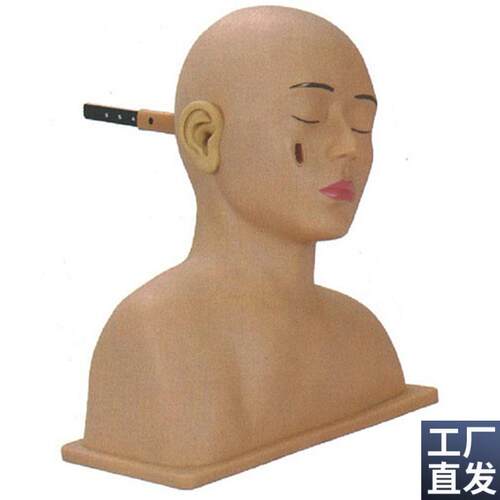 高级耳诊断模型耳R部检查模型