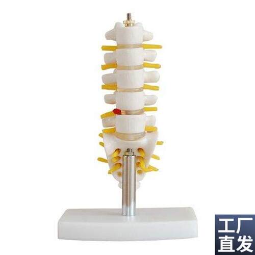 小型腰椎带尾椎骨模型人体医学骨骼解剖模型教学培Y训特价促销