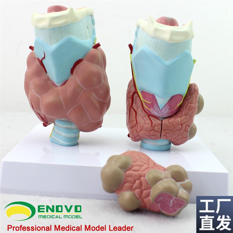 ENOVO正品人体甲状腺病理模型甲亢甲低L甲减内分泌系统医学解剖