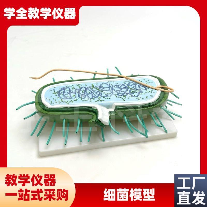 细菌模型高倍放k大细胞病毒细菌标本染色体鞭毛生物教学展示模型