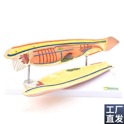 ENOVO颐诺文昌鱼模型蛞蝓y鱼脊索动物文昌鱼纲文昌鱼目脊索动物门