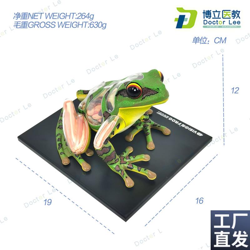 4DMasteir青蛙标本解剖模型内脏骨骼拼装学生科普实验器材教具