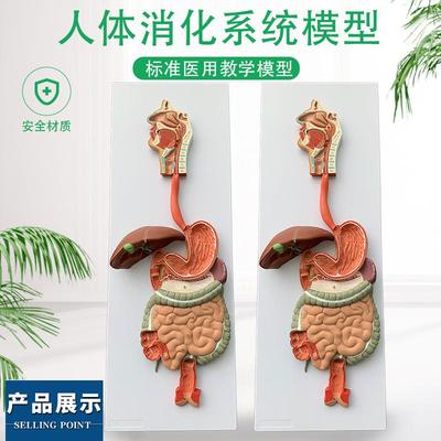 人体消化系统模型 消化道胃冠状剖面 鼻咽喉 大小肠 胃解剖模型