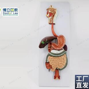 医学人体消化系j统模型胃肝解剖模型消化道内科模型专业解剖模型