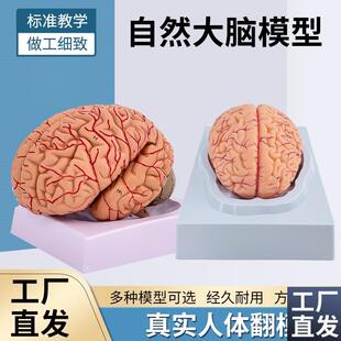 高端医学教学神经x科脑科人体大脑解剖模型大脑模型脑分区模型