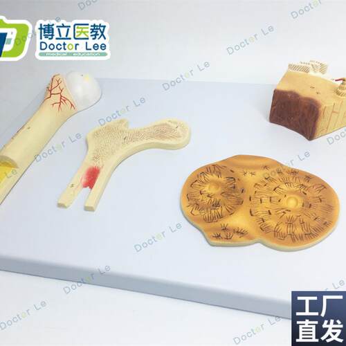 骨结构模型血管松质骨密w质骨和股骨骨骼解剖模型教学模型