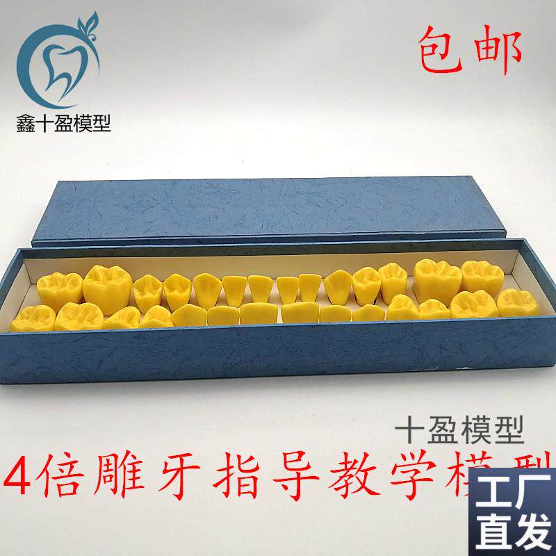 4倍标准雕刻牙齿模型口腔牙科教学对照模型雕牙R顺序模型包邮D19