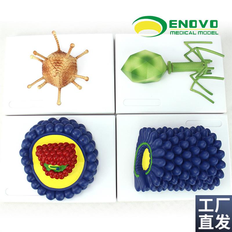 ENOVO颐诺微生物学病毒模型杆状病毒腺病毒噬菌体U病毒艾滋病毒学