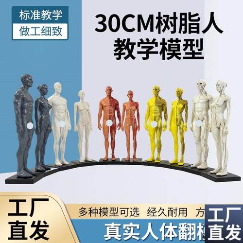 30cm艺用树脂人体模型肌肉骨骼解E剖结构美术模型CG绘画雕塑教学