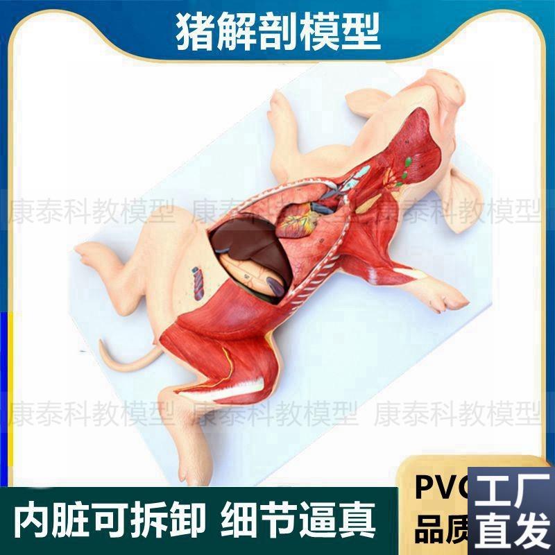 猪解剖模型内脏可拆卸动r物肺心脏胃肠肝脏兽医畜牧院校实验教学