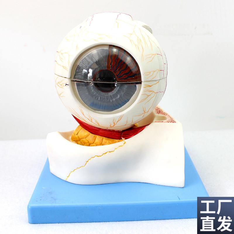 ENOVO颐诺医学人o体眼球构造放大模型眼晴解剖模型五官科眼科教学