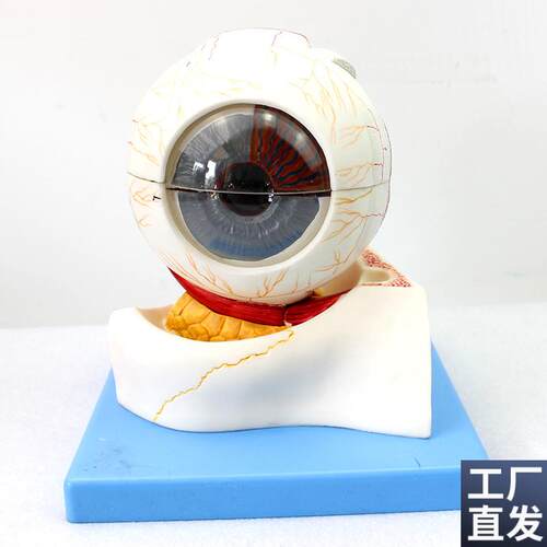 ENOVO颐诺医学人o体眼球构造放大模型眼晴解剖模型五官科眼科教学