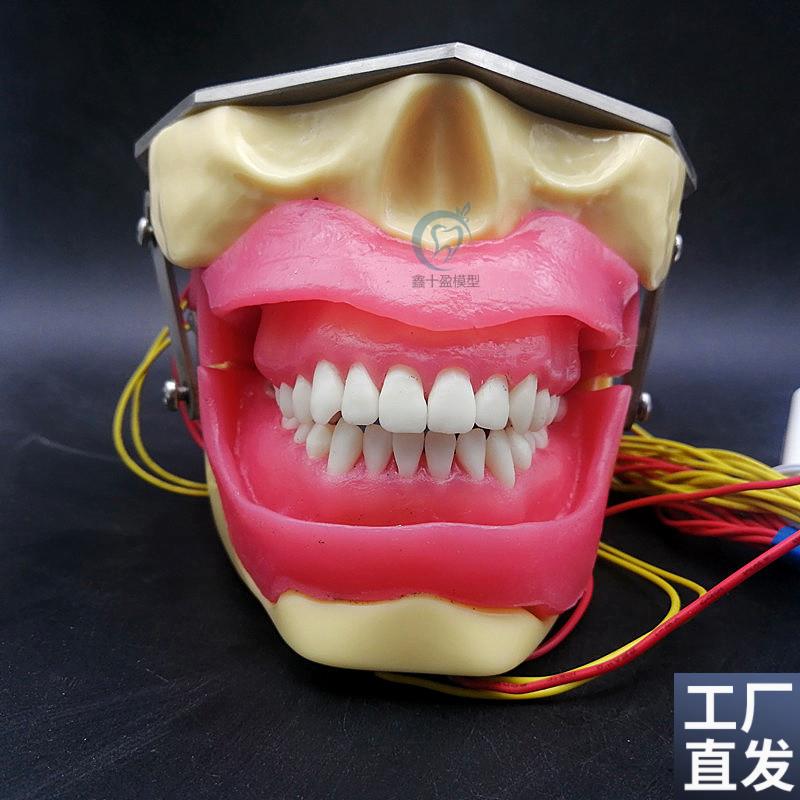 牙科拔牙练习模型麻n醉牙模软牙龈带蜂鸣器款可按头模语音提示
