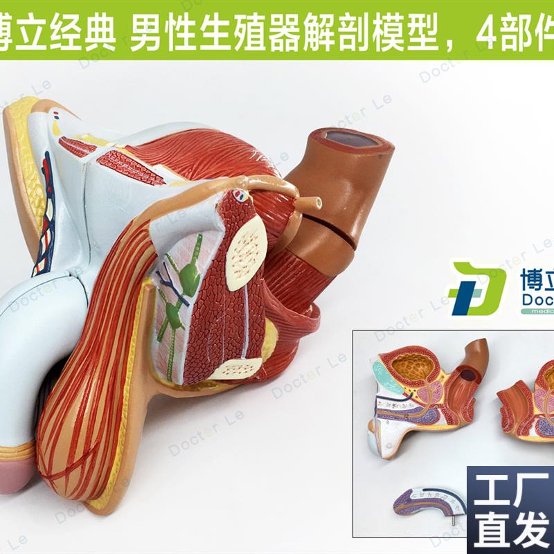 男性内外生殖器泌尿模型男科模型D睾丸解剖模型计生健康展示医教