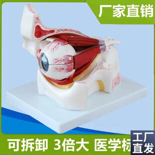 眼科模型眼睛g解剖可拆卸眼部肌肉视神经视网膜角膜眼科视力眼睛