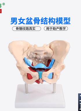 医博1:1成人男性骨k盆模型成人女性骨盆骨骼模型女性骨盆带盆底肌