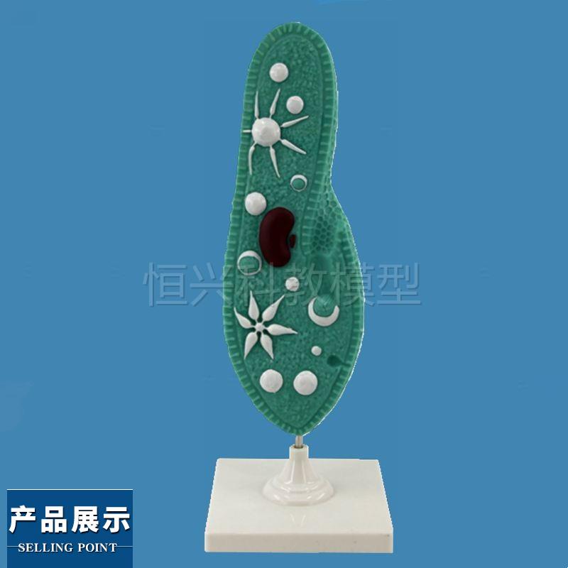 草覆虫模型 淡水中纤毛虫动物 原生动物门 单细胞动物 生物教学用