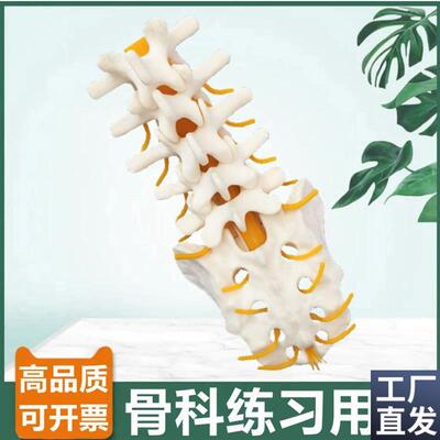 人体腰椎模型仿真骨可手术练习骨科用假骨1比1脊R椎切割髓内钉固