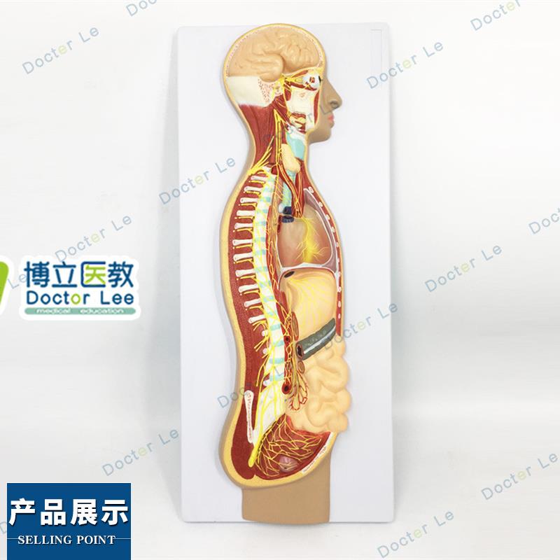 人体医学交感神经系统模型自主神经系P统植物性神经解剖
