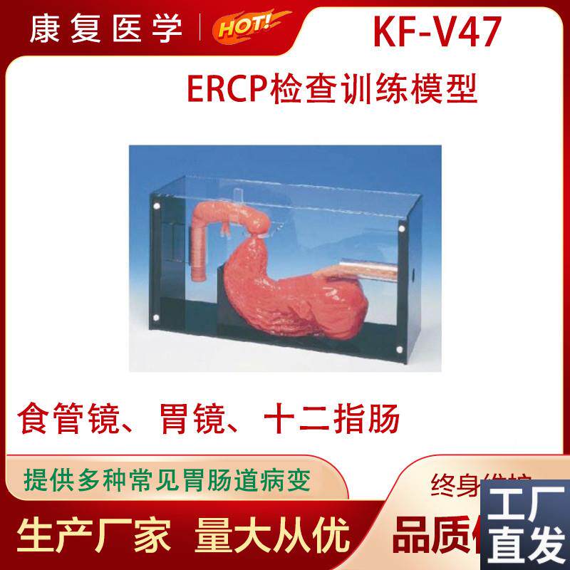胃镜与ERCP训练模型洗胃检查标本人体胃部造影术操作Y练习教学模